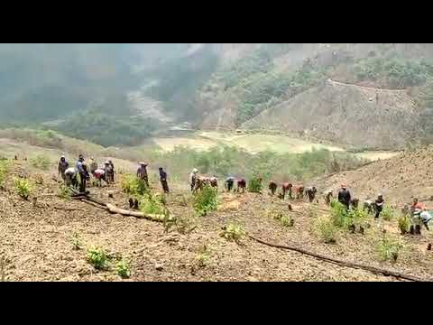 thingtlang khua ah chuan mitthi chhungte hna an thawhsak thin ani,neihdawn khua ah pawh buh antuhsak