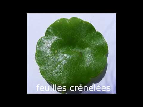Écuelle-d'eau, Hydrocotyle vulgaire, Gironde