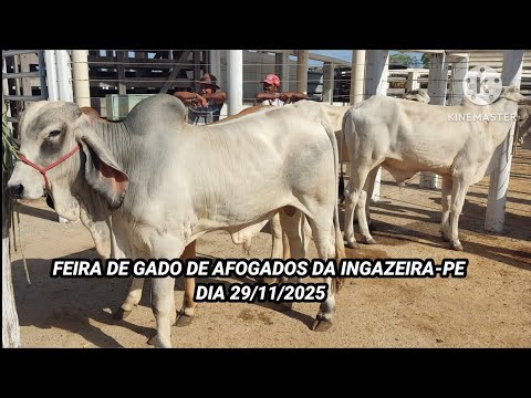 Feira do Gado de Afogados da Ingazeira-PE dia 29/11/25