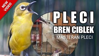 Download lagu Masteran PLECI BREN CIBLEK panjang mp3 Download lagu Masteran PLECI BREN CIBLEK panjang mp3