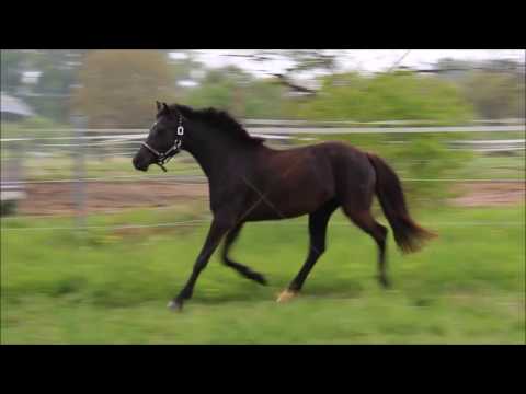 Bewegungsstarkes Deutsches Reitpony von Nutrix