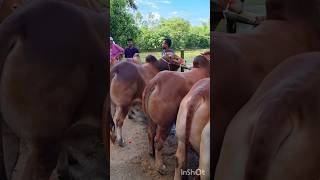 Download lagu Bangladesh mandi 2023 mp3