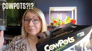 STARTING YOUR SEEDLINGS a few different ways to do it | Growing food in small spaces