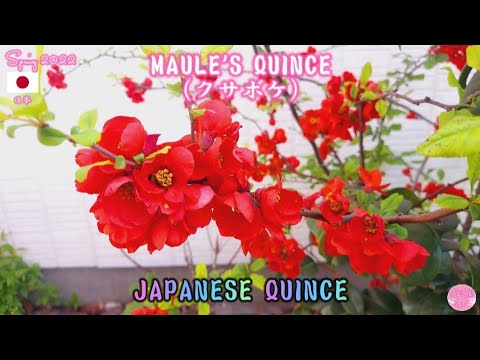 Japanese Quince | Maule's Quince (クサボケ)