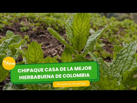 Chipaque casa de la mejor hierbabuena de Colombia - TvAgro por Juan Gonzalo Angel Restrepo