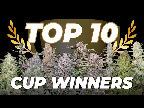 Top 10 Cup Winners | Check Out Fast Buds award-winning Strains