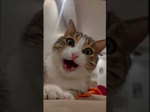 don't you want me.!.!😁 #catlife #trendingshorts #viralvideo #cutecat #voiceover #moiza #funny