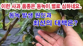 동녹피해 및 방지. 이런 사과 품종은 동녹이 별로 심하네요. 동녹 발생 원인과 최선의 대책은?