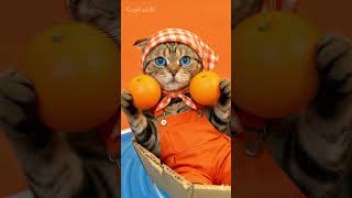 Orange moco🧡 #ai #capcut #cat #kawaii #fruits