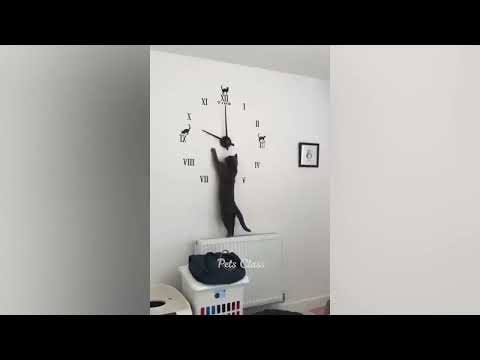 Funny animals video dogs and cats