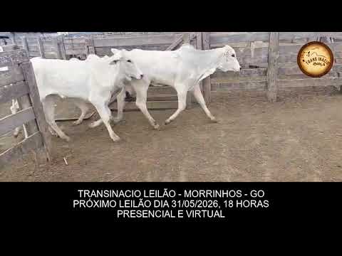 TRANSINACIO LEILÃO   MORRINHOS   GO -  PRÓXIMO LEILÃO DIA 31 05 2026 18 HORAS PRESENCIAL E VIRTUAL