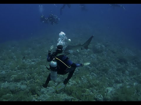 Face to face with the Longimanus shark at Elphinstone Reef Egypt 2nd Perspective