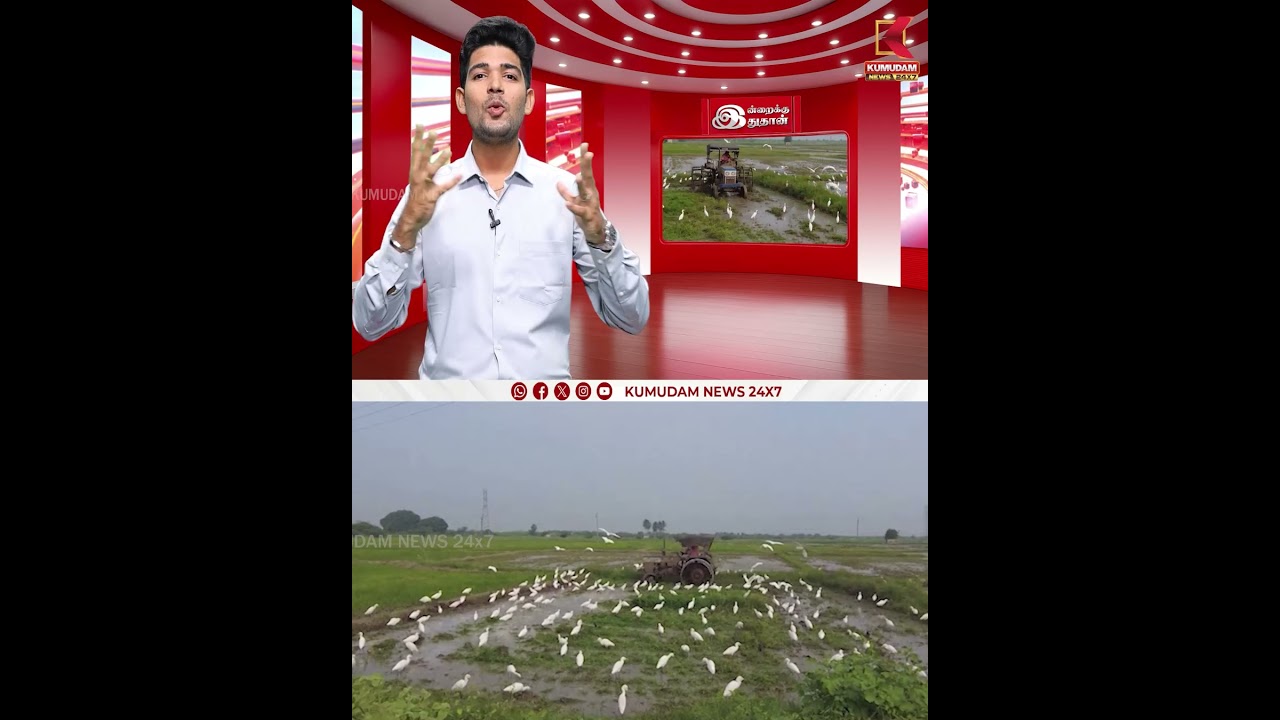 கூட்டம் கூட்டமாக குவிந்து இரை தேடும் கொக்குகள் | Birds | KumudamNews