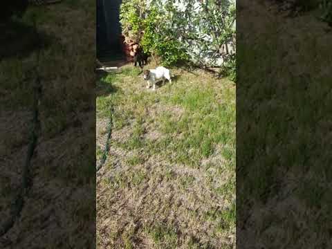 Theodora explores - Throwback  #cat #catlover