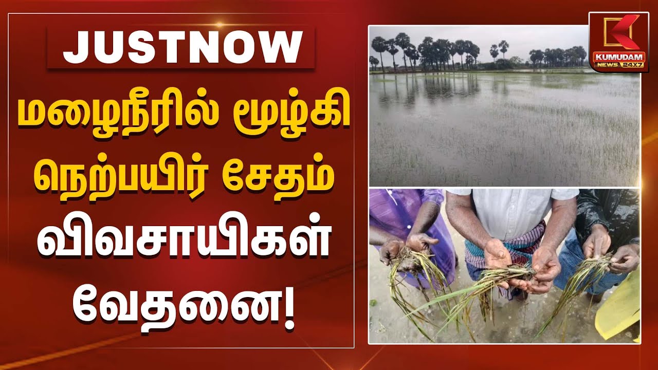 “மழைநீரில் மூழ்கி நெற்பயிர் சேதம் – விவசாயிகள் வேதனை!”| Thiruvarur Paddy Damage | Kumudam News
