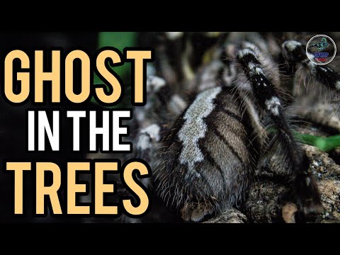 Poecilotheria regalis (Indian ornamental) — starostlivosť a informácie o chove indického ozdobného sklípkavca