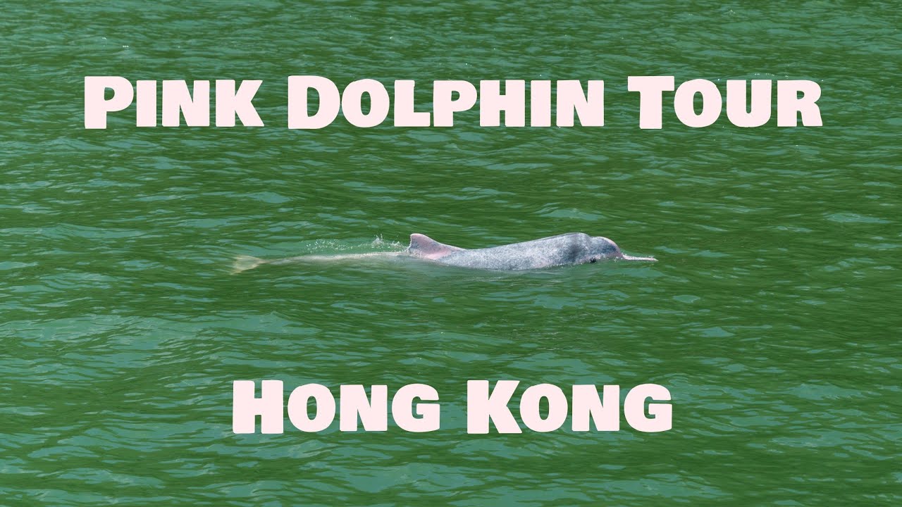 Spot pink dolphins on scenic cruise.