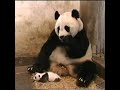 Baby Panda cub sneezed and scared mother 🐼😂😂😂😭😂😂