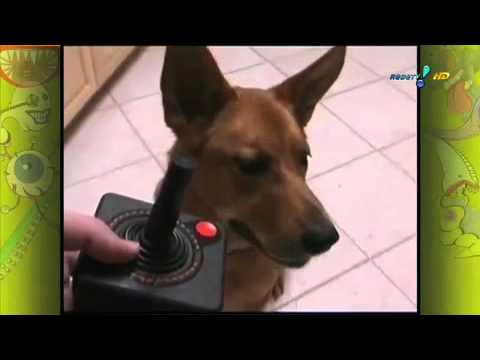 Pânico na TV 14/08/11 - Até Super Mario caiu na onda do "Você, você"!