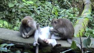 preview picture of video 'Monkey Forest - Ubud, Bali'