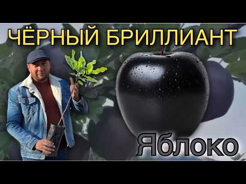 Чёрный бриллиант. Bozorda juda mashhur bo‘lgan Qora Shahzoda olma koʻchatlari va Xandon PISTA.