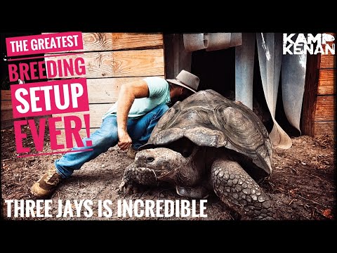 This Guy's Giant Tortoise Sanctuary is Incredible!