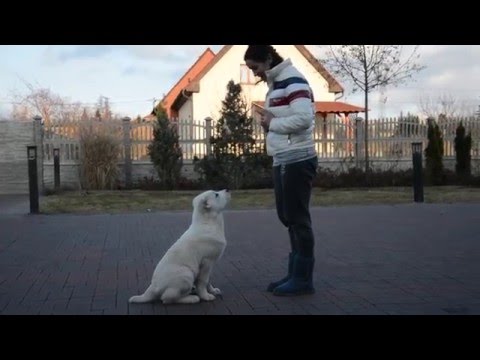 Son of Romanovs Alabai NAZIR: NALIT North Star - 3 month