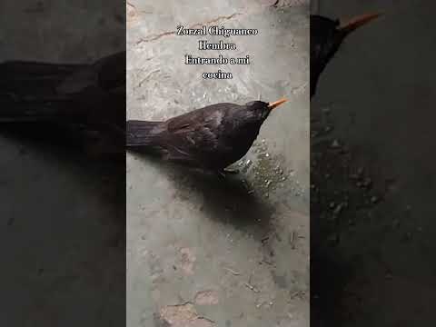 Zorzal Chiguanco Hembra entra a la cocina con confianza.Los Molles.San Luis 🇦🇷