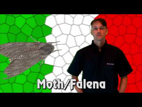 YouTube video about: Which italian insects fall in love?