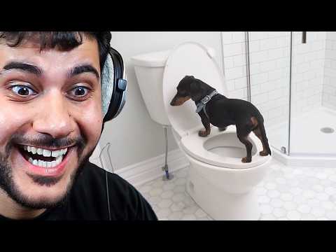 The Funniest Animal Videos Ever..