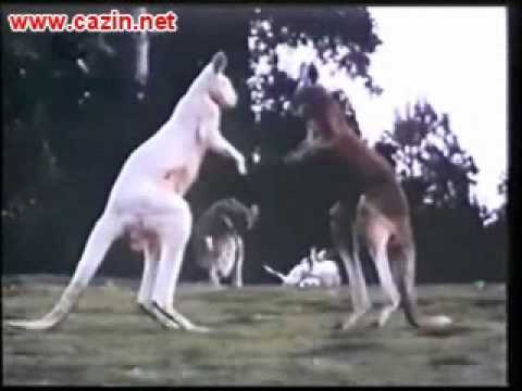 1. dio - Zivotinje ..... www.cazin.net