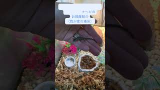 カナヘビ飼育初心者による赤ちゃんカナヘビのお部屋、ご飯紹介　かなへび飼育日記 #ニホンカナヘビ #爬虫類＃かなへびベビー