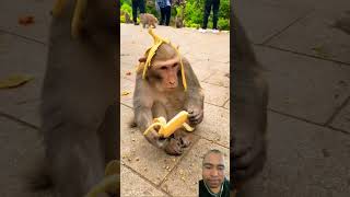 Download lagu Monkey Has A Banana peel On It Head And Is Eating Bananas #subscribe #shorts #monkey #banana mp3