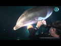 Sukeltaja auttaa delfiiniä