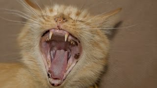 cat screaming sound effect | cat meowing non stop loud | cat scary meow