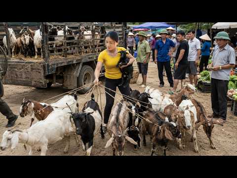 Buying 100+ Goats from Farmers | Truck Full of Goats to Market - 向農民購買100多隻山羊｜用卡車運送滿車山羊到鄉村市場販售