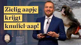 Aapje ‘Punch’ krijgt knuffel omdat hij wordt gepest | LUBACH