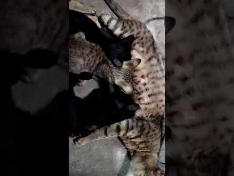 ma ki.mamta. ma ma hoti he chahe wo kisi ki ma.ho