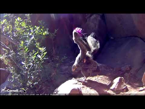 Condor Chick Goes "Wings Out" on a Sunny Morning in Devils Gate – Jun 27, 2017