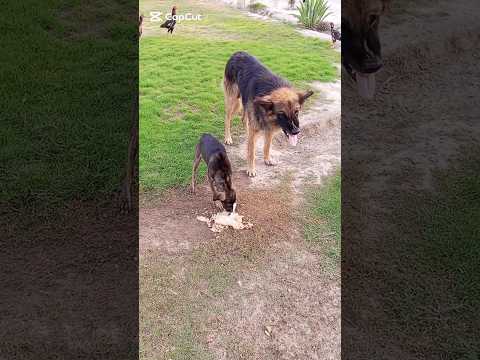 #funny #comedy #funnypets 😜🐈‍⬛