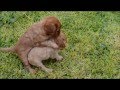 Ruby Cavalier baby puppies playing