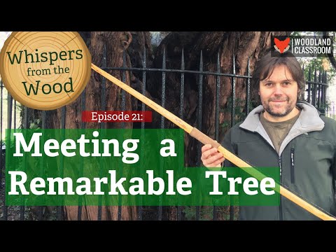 Meeting a Remarkable Tree