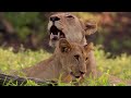 The Lion Queen Manyari Queen Of Her Pride