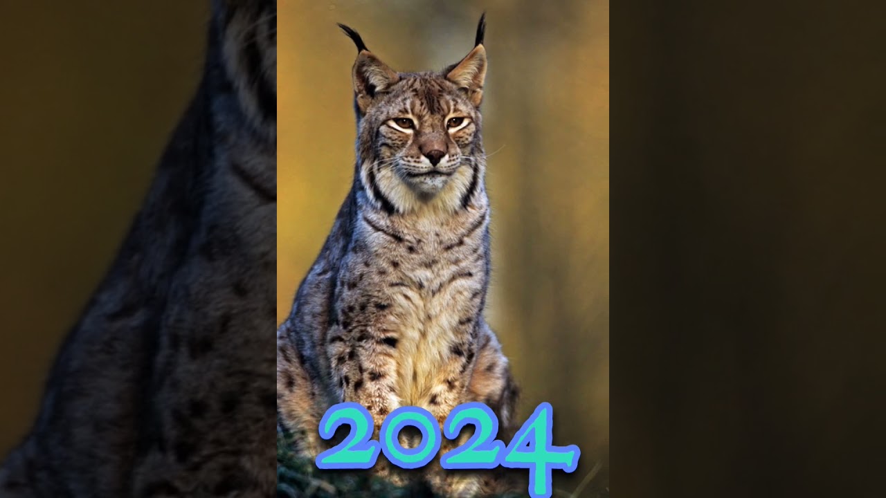 2024 Lynx😮😮 vs 5000bce lynx😲😲 #viral #trending #youtubeshorts