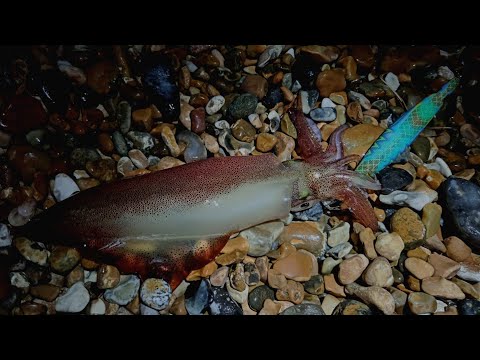 JIGGING AT NIGHT FOR SQUID - SQUID FISHING UK - SEA FISHING UK - HOW TO CATCH SQUID