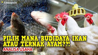 Download lagu WHICH TO CHOOSE FISH FARMING OR CHICKEN FARMING?? BUSINESS ANALYSIS mp3