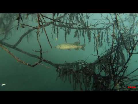Duikclub Barracuda - Carrière de Barges Doornik