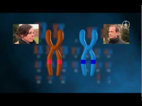 FWU -  Die Zelle: Reifeteilung - Meiose