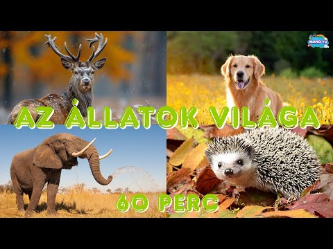 Fedezd fel az állatok világát. 60 perces oktató és  fejlesztő videó gyerekeknek #animals #animal