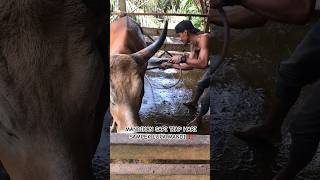 Download lagu THE BALI COW'S BULL, FINALLY TOOK A BATH!!! #cow #cow #wildcow #wildcow #fypyoutube mp3